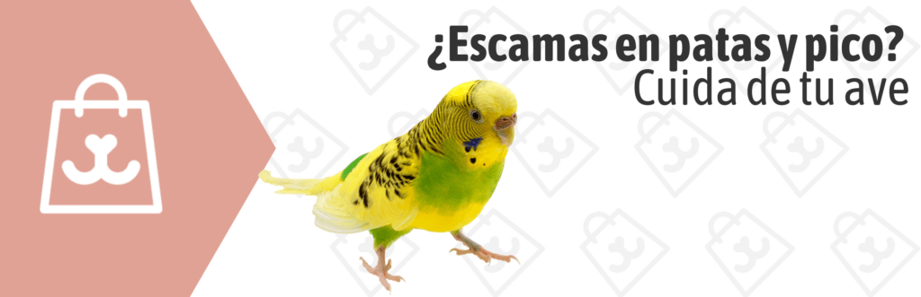 Escamas y pico problemas sarna