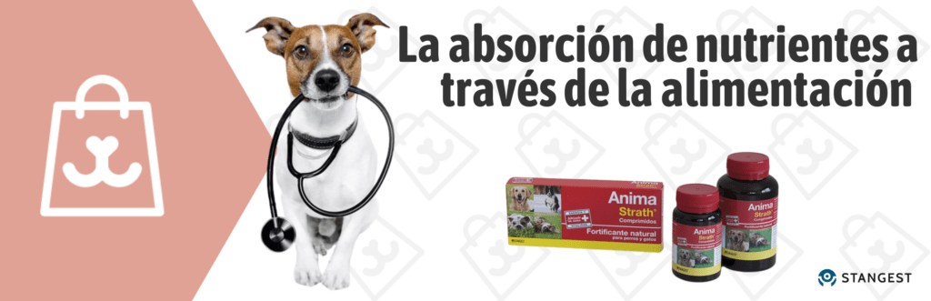 Absorción de nutrientres